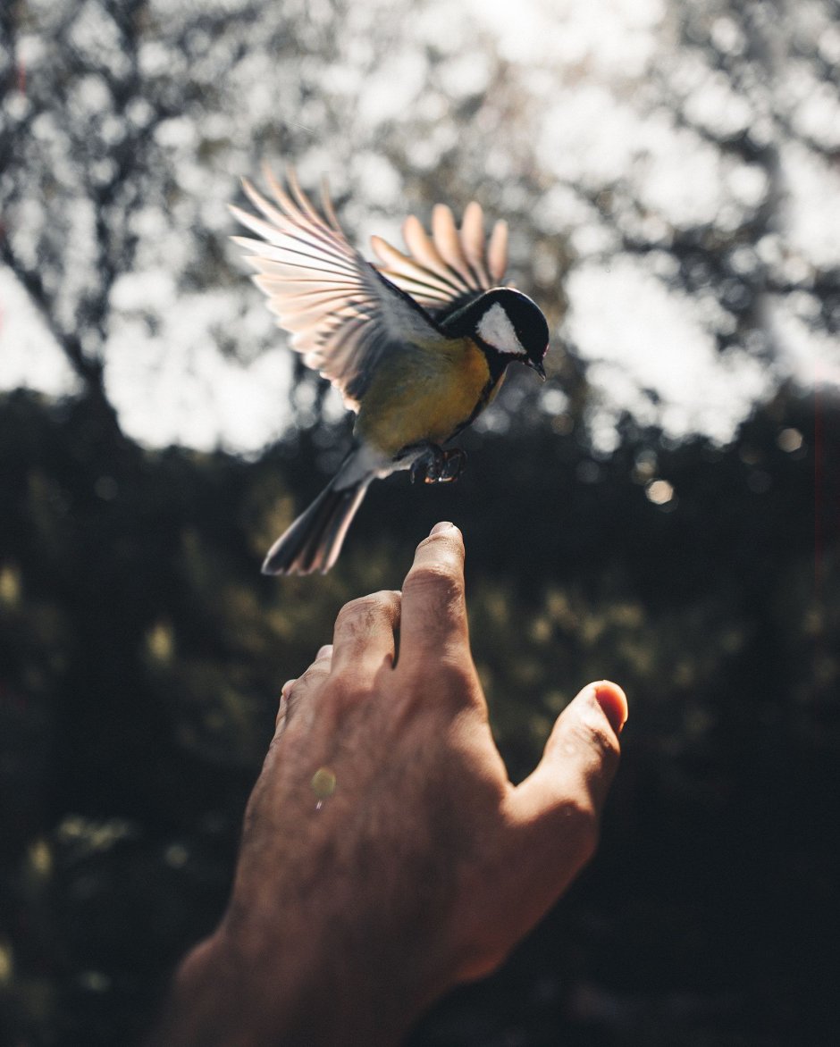 Птица на руке