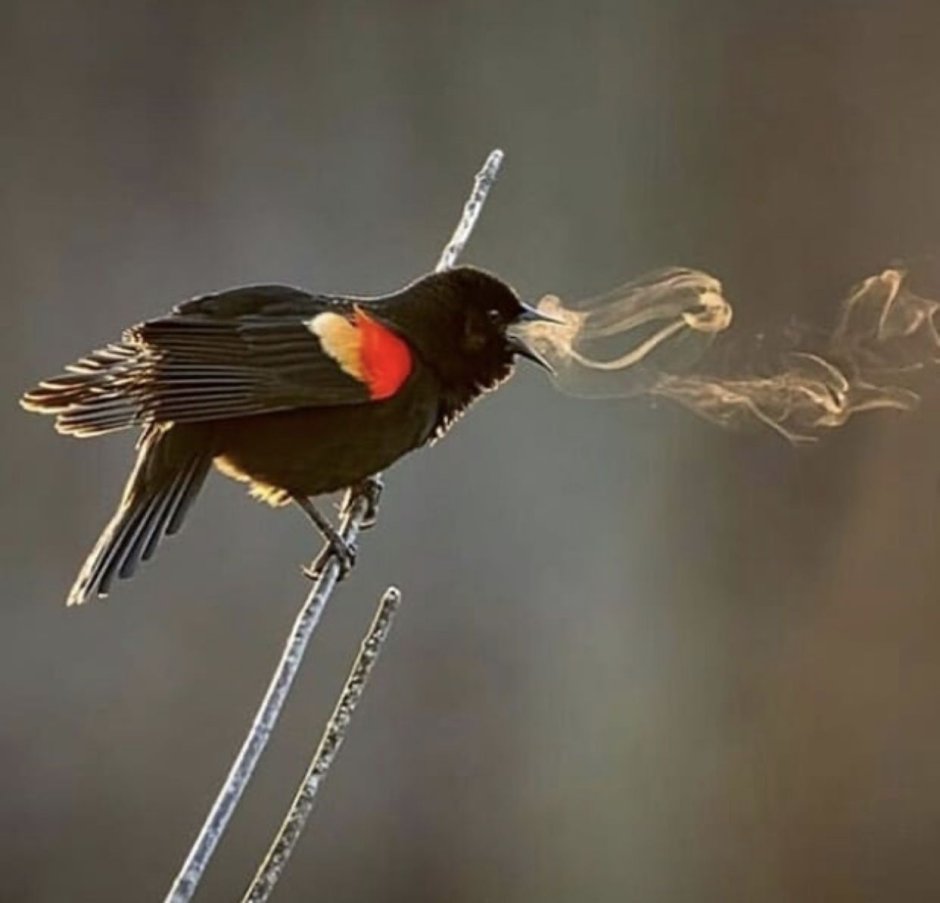 Синица красивое фото