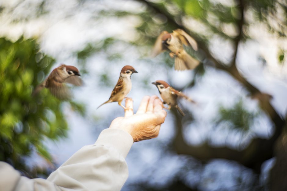 Красноплечий трупиал самка и самец