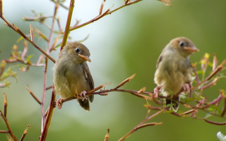 Птица Бюрократ