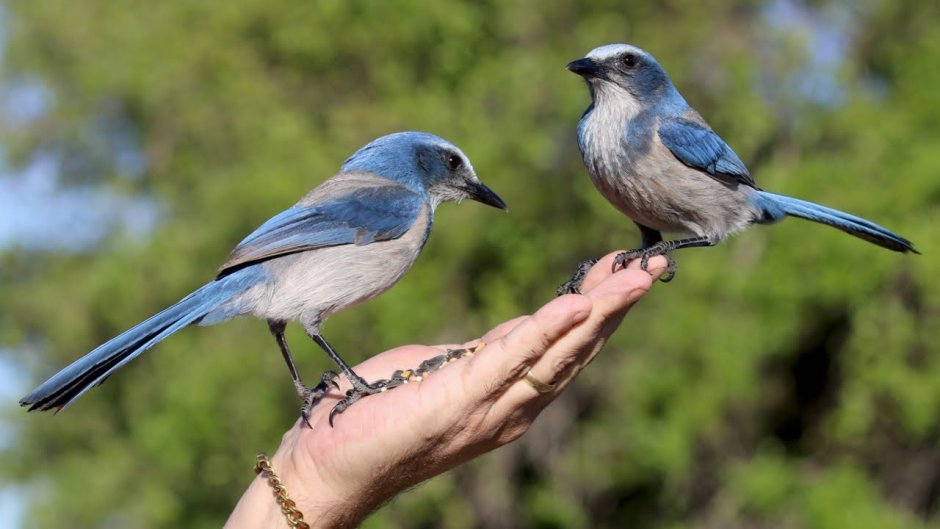 Соловей красношейка