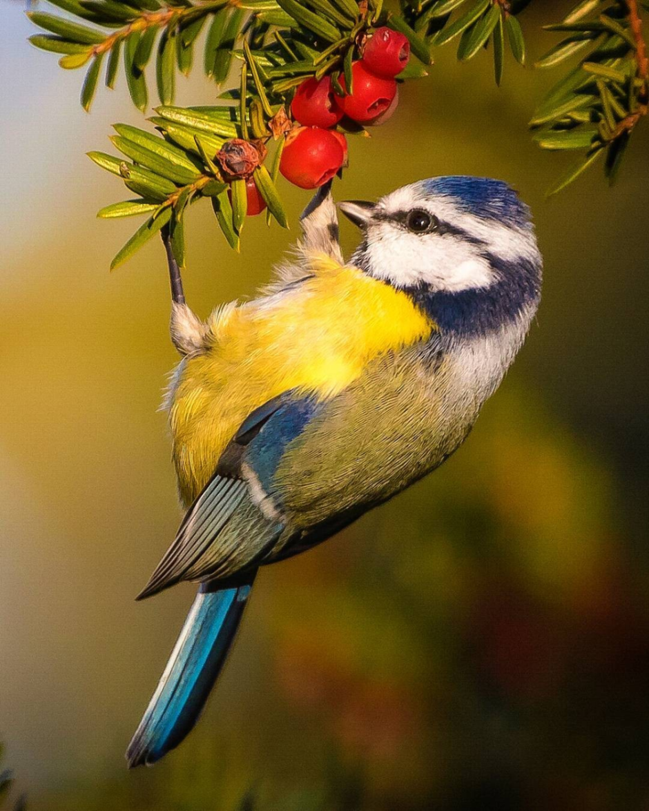 Утренние птицы