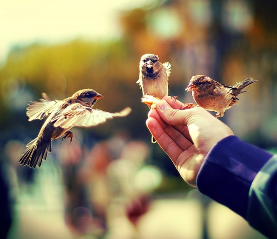 Две птицы поют