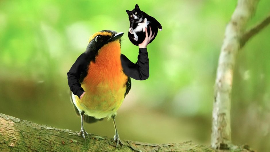 Релакс птицы в лесу