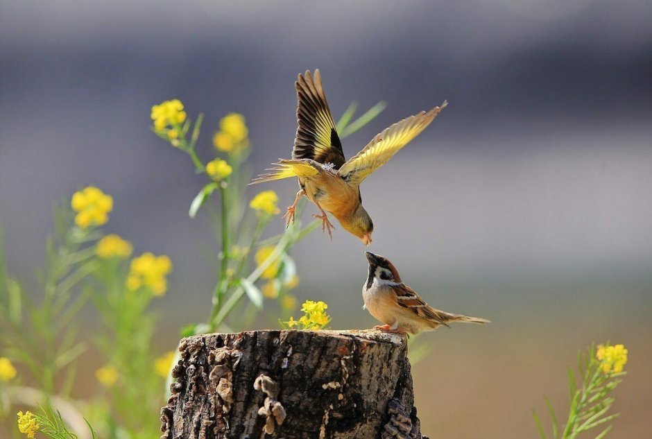 Пение птиц Себастьян Фолкс
