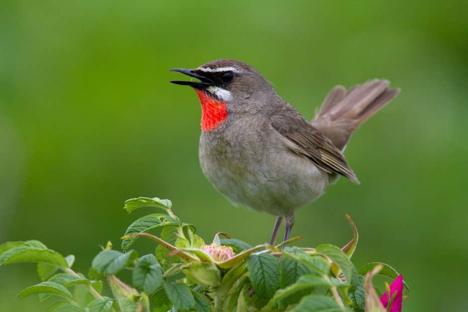 Природа пение птиц