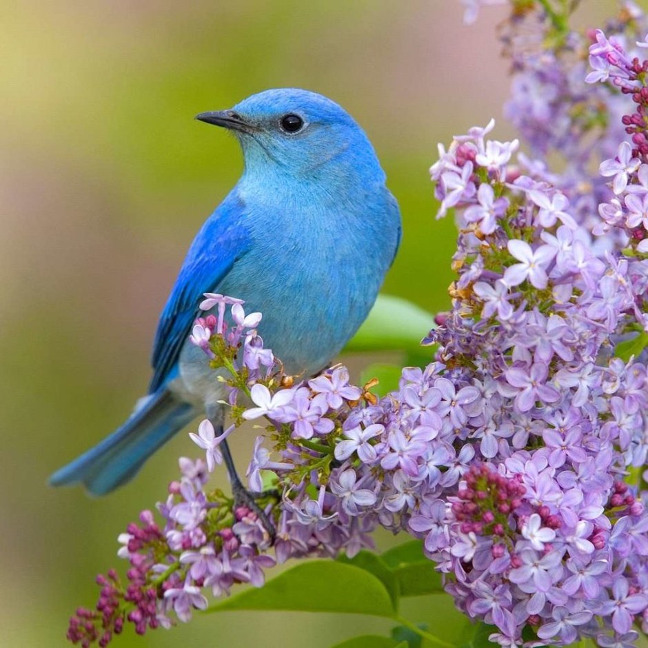 Варакушка Башкирия