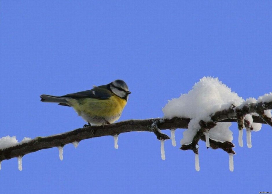 Животные птицы Беляев