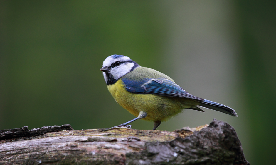 Весенние трели птиц