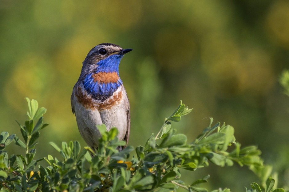 Птенец синички