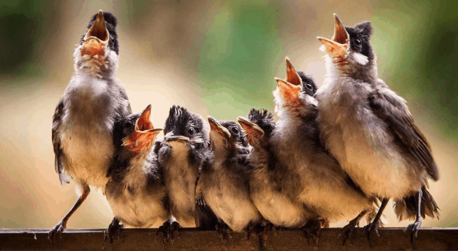 Варакушка Лесная растение