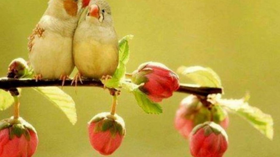 Весенние птички