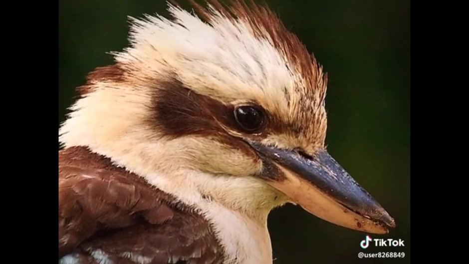 Девушка поёт птица