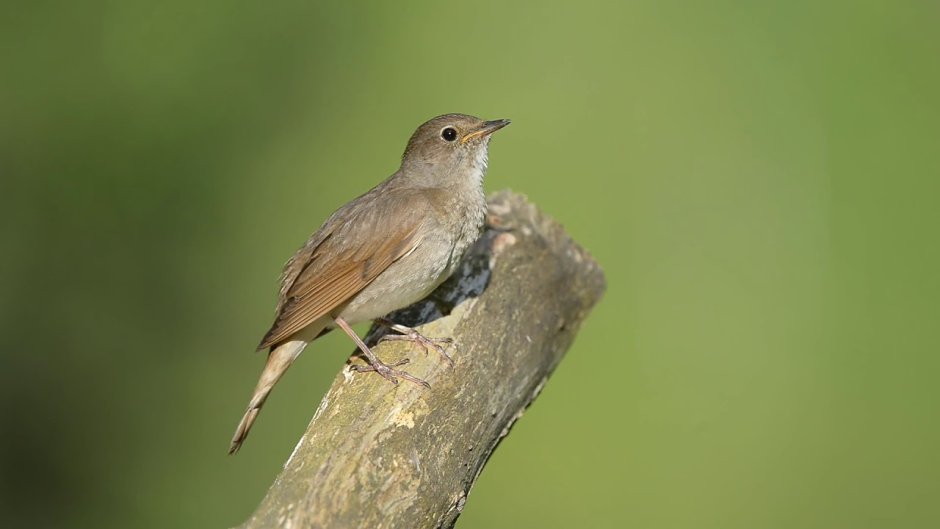 Соловей фото птицы