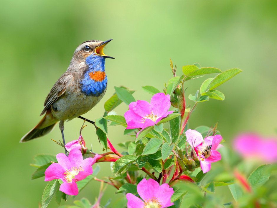 Смешные Поющие птицы