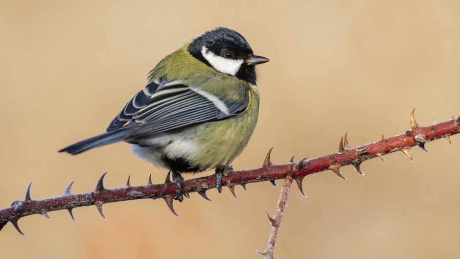 Соловьи в Карелии