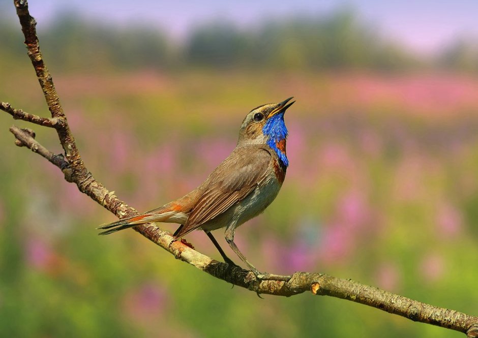 Красивая природа с птичками