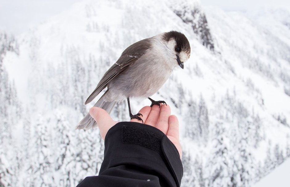 Птицы на Сакуре