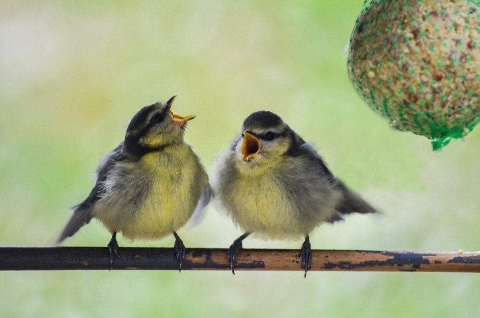 Птицы ранней весной