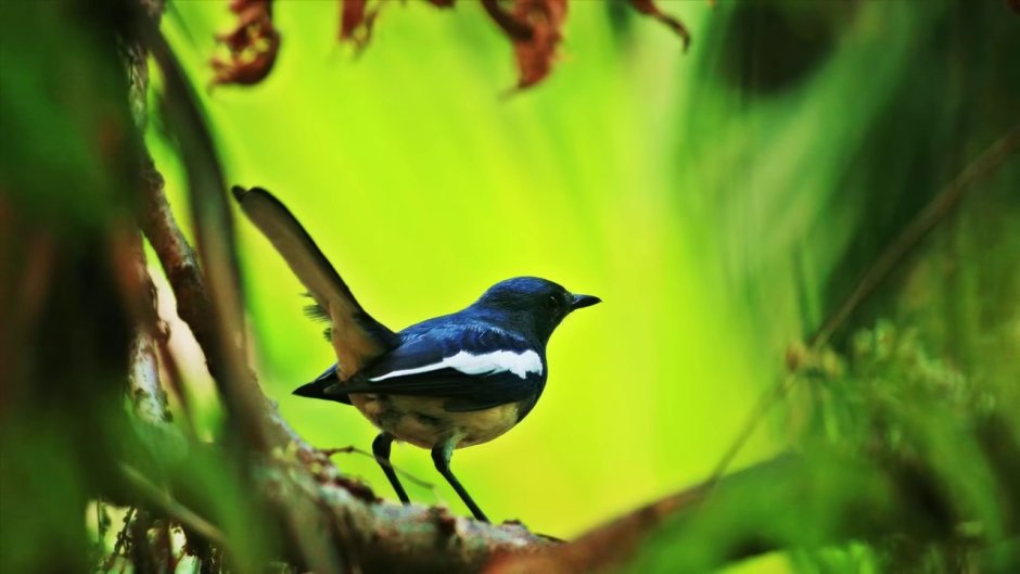 Ночные певчие птицы