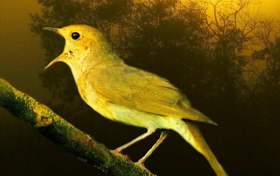 Синички зимой