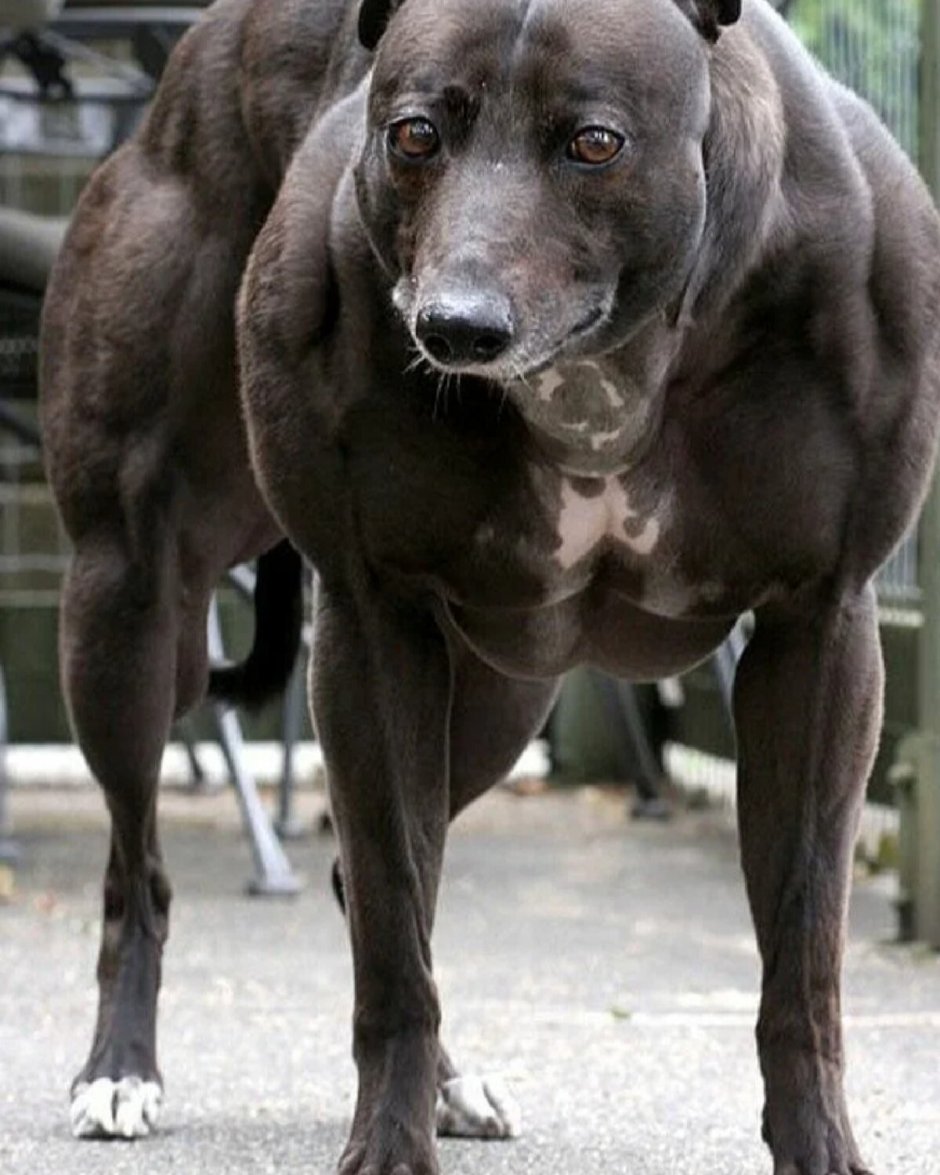 Уиппет Венди