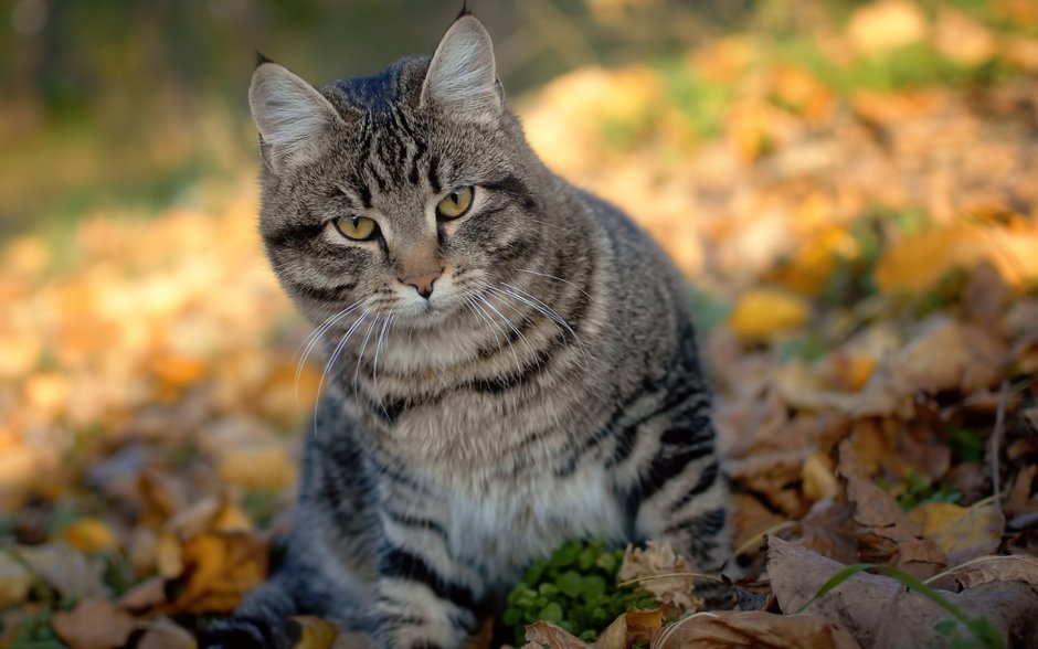 Серая полосатая кошка