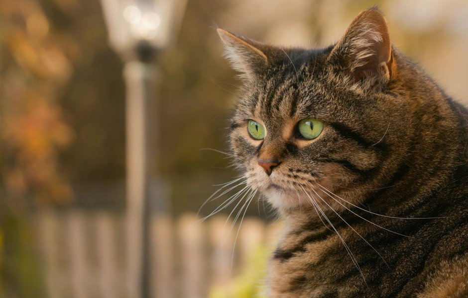 Бенгальская кошка