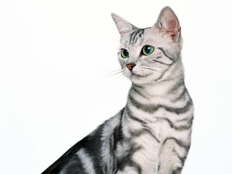 Коричневый полосатый кот