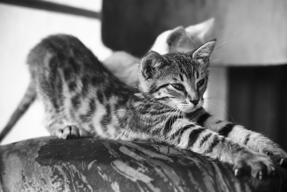 Европейская короткошерстная табби