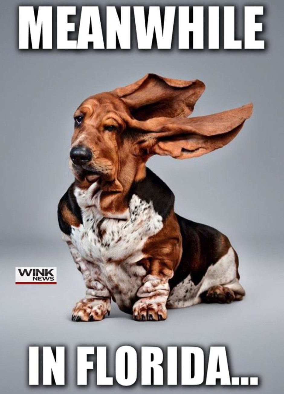 Бассет хаунд