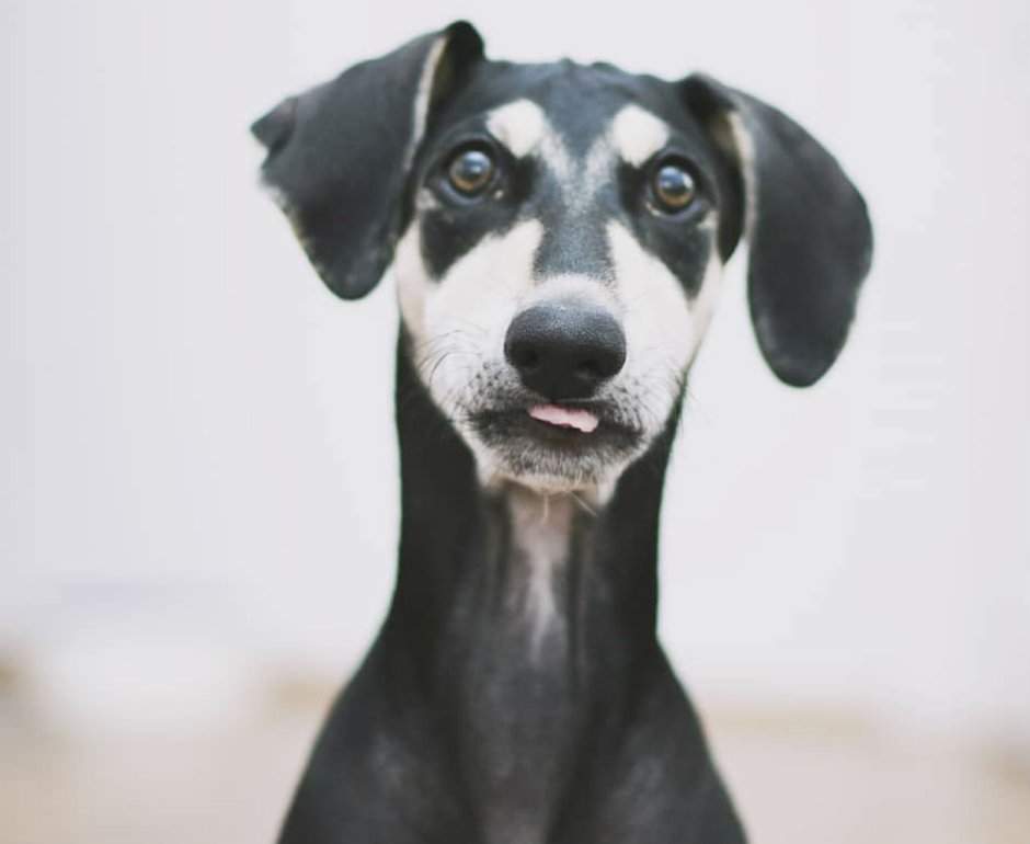 Самые неизвестные породы собак