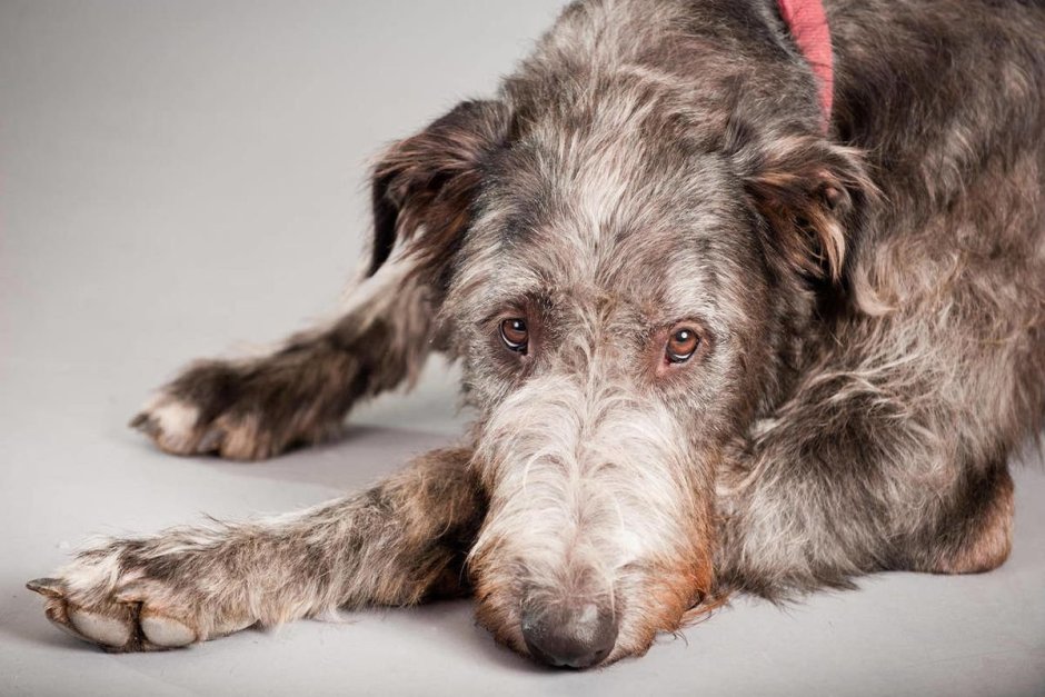 Болезни дизайнерских пород собак