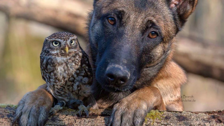 Таня Брант Сова и собака