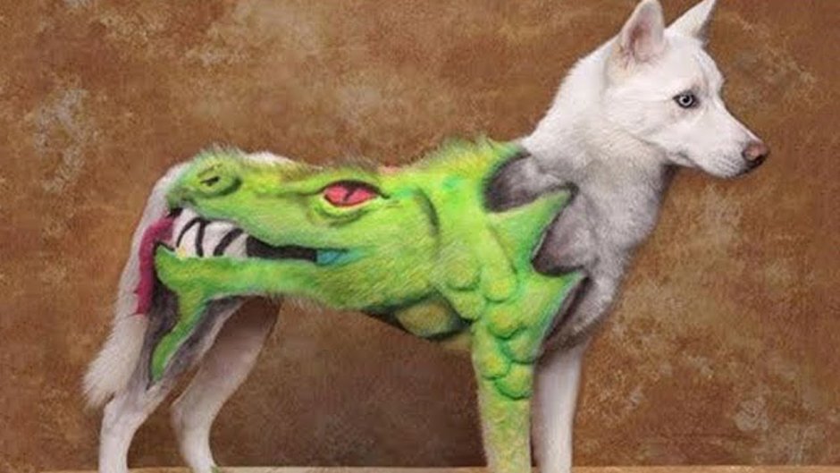 Покрашенные собаки