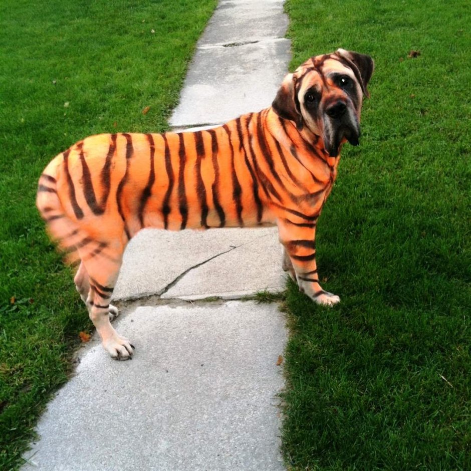 Необычные собаки