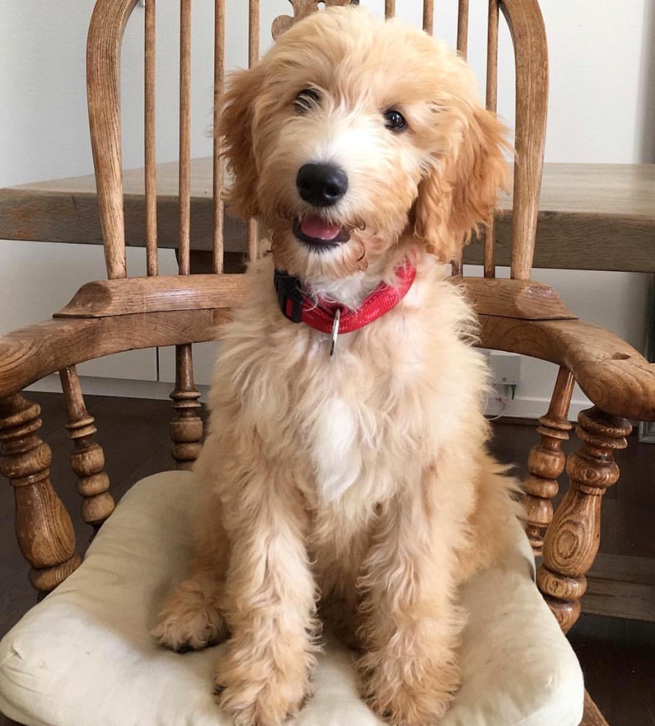 Собаки необычных пород