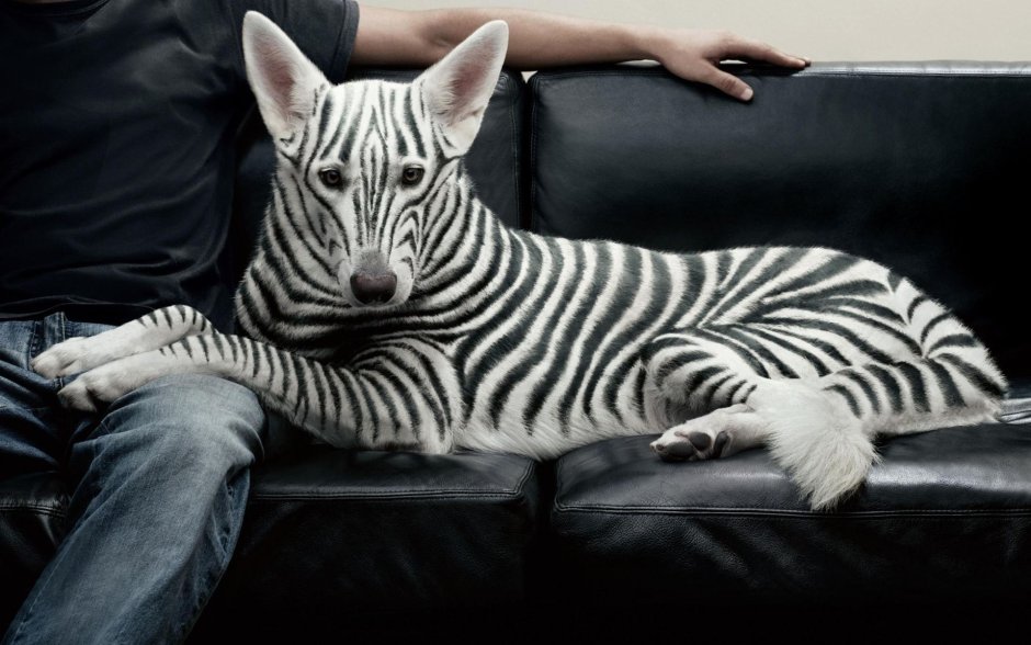 Креативные животные