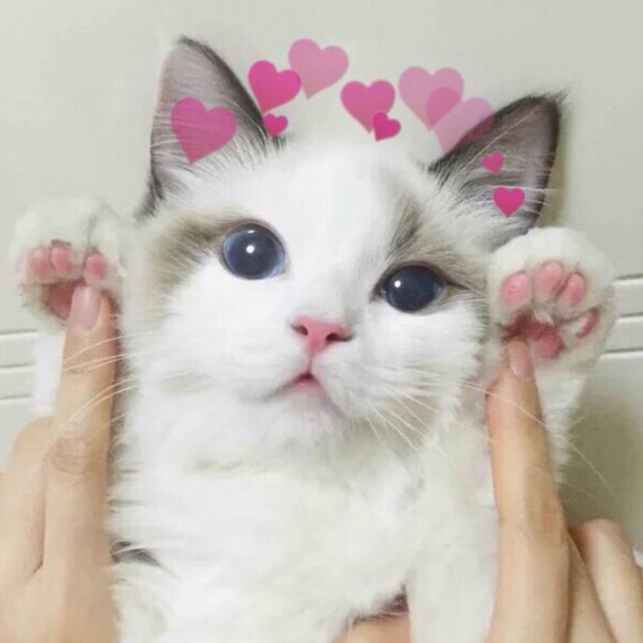 Котики вместе