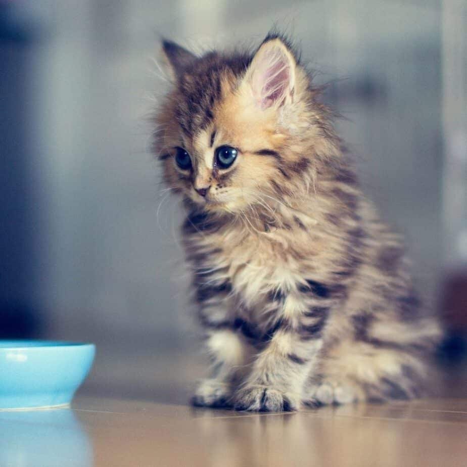 Пушистая кошка