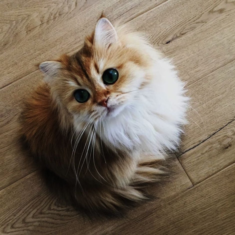 Красивый пушистый кот