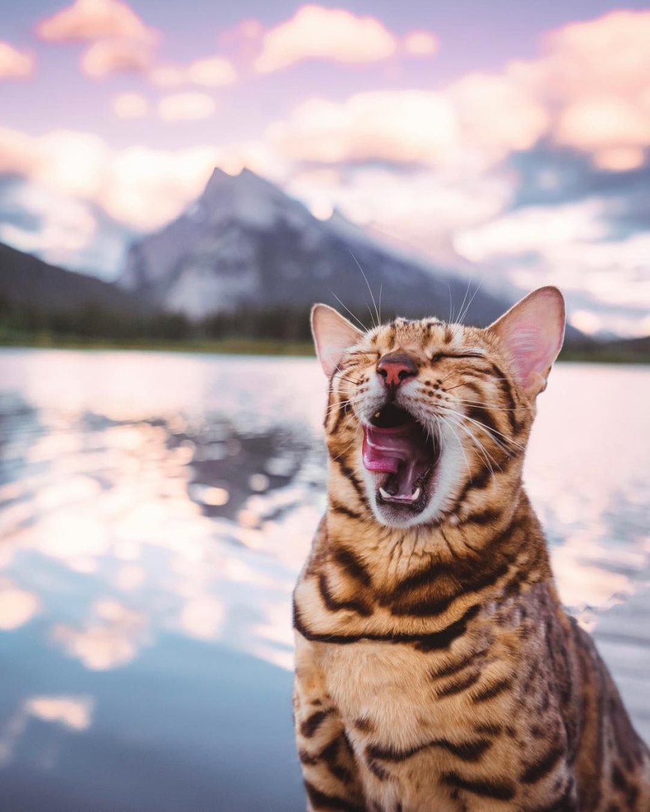 Милые спящие котики