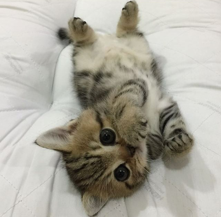 Кот в венке