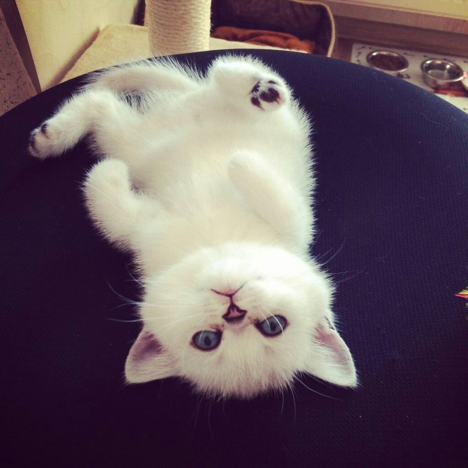 Милый котик