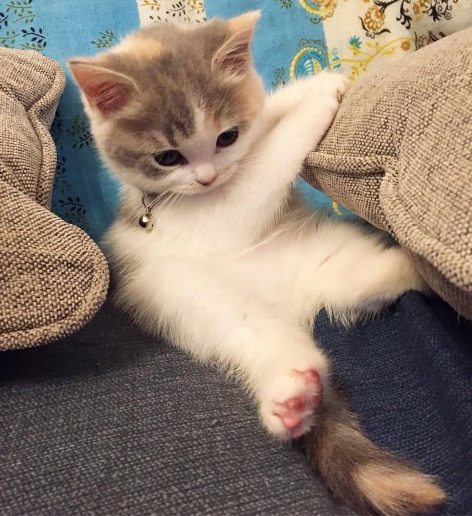 Милые котики на аву