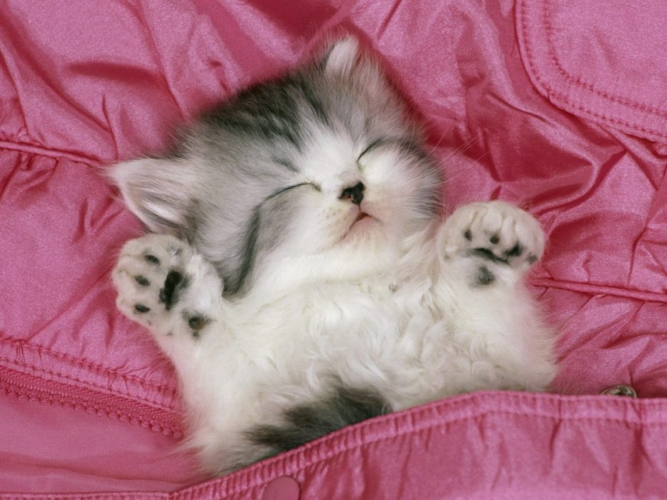 Аватар коты милые