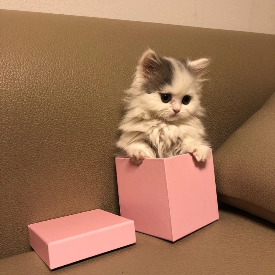 Кошка путешественница Сьюки