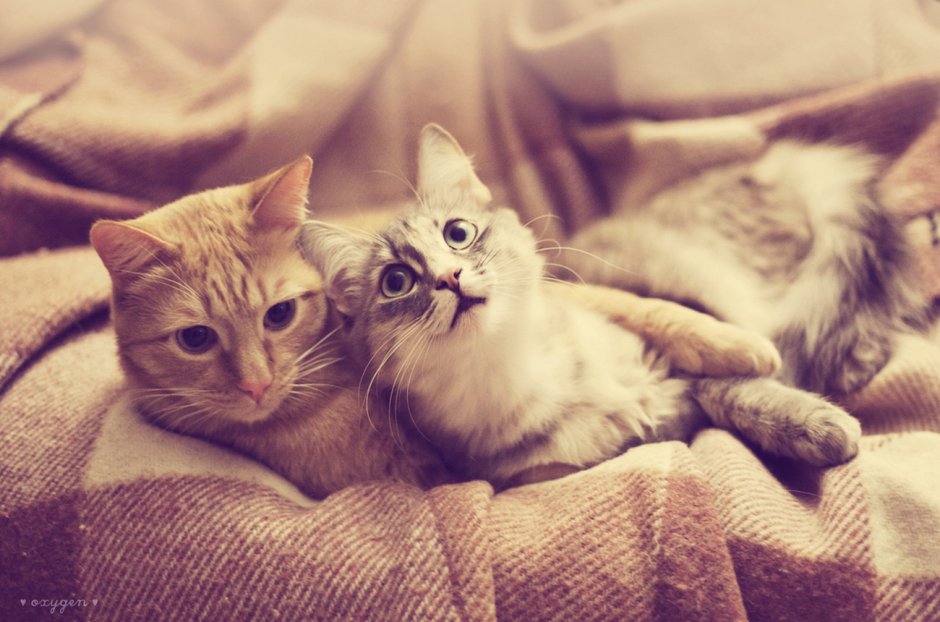 Милые котики с лайком