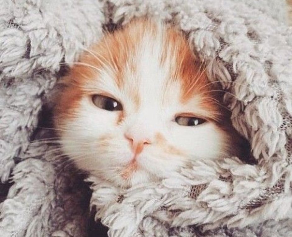 Милые котики Эстетика