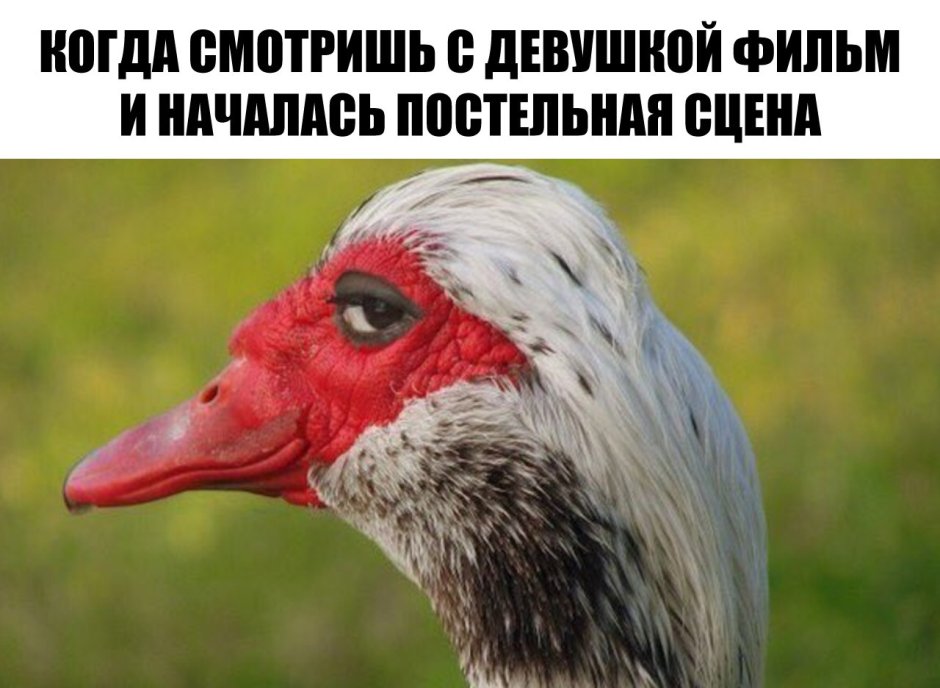 Горлица птица синяя
